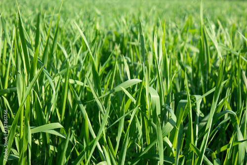 Green wheat plant in the field on a sunny day, close-up