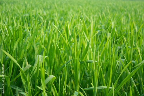 Close up of young green wheat plant in the field. Natural background.