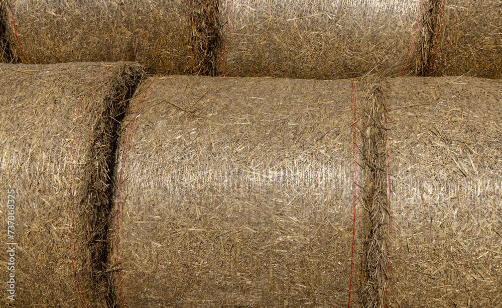 wheat straw collected in stacks after grain harvest wheat straw collected in stacks after grain harvest