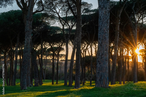 Sunset behind pine forest