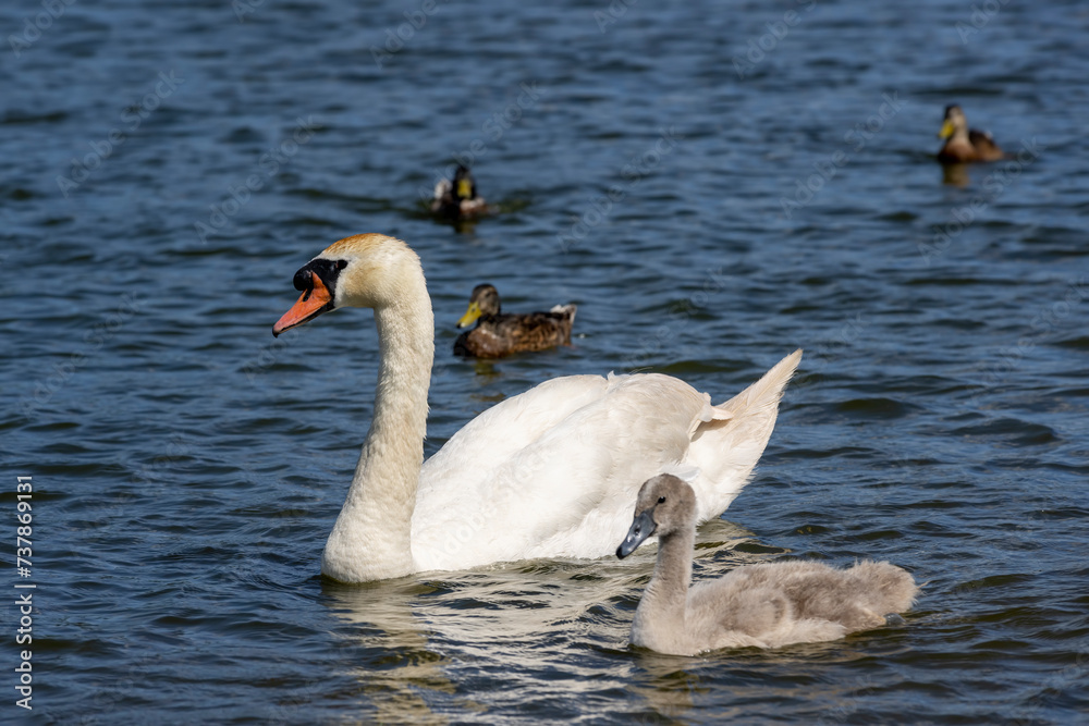 grey chicks of the white sibilant swan with grey down grey chicks of the white sibilant swan with grey down
