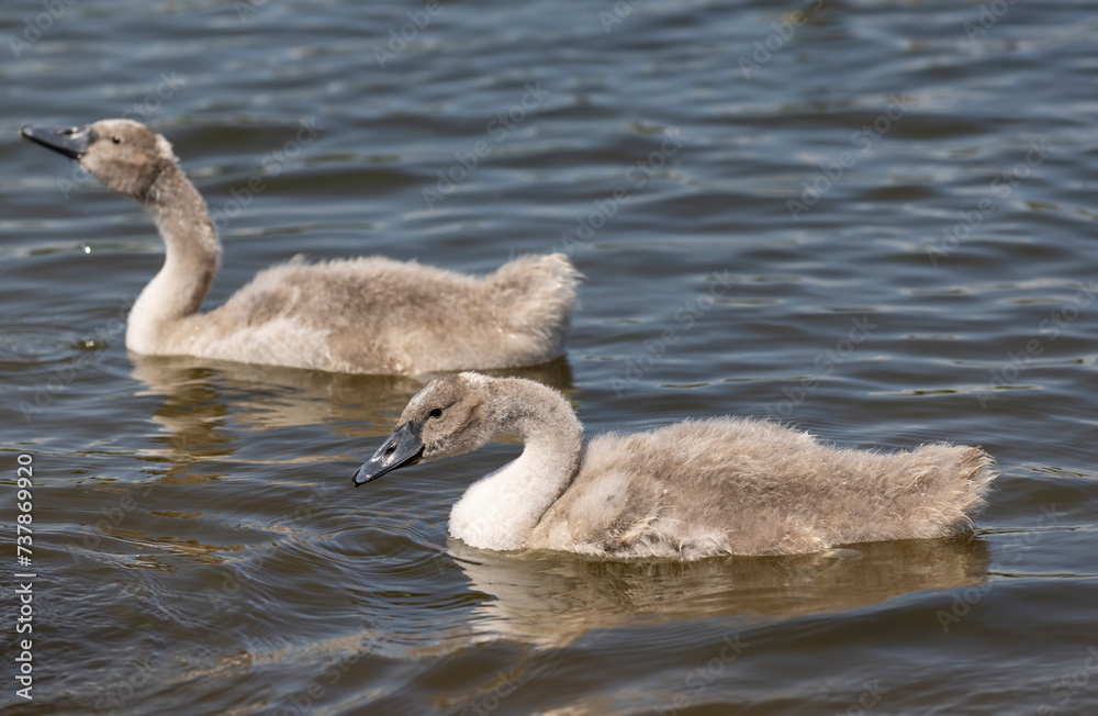 grey chicks of the white sibilant swan with grey down grey chicks of the white sibilant swan with grey down