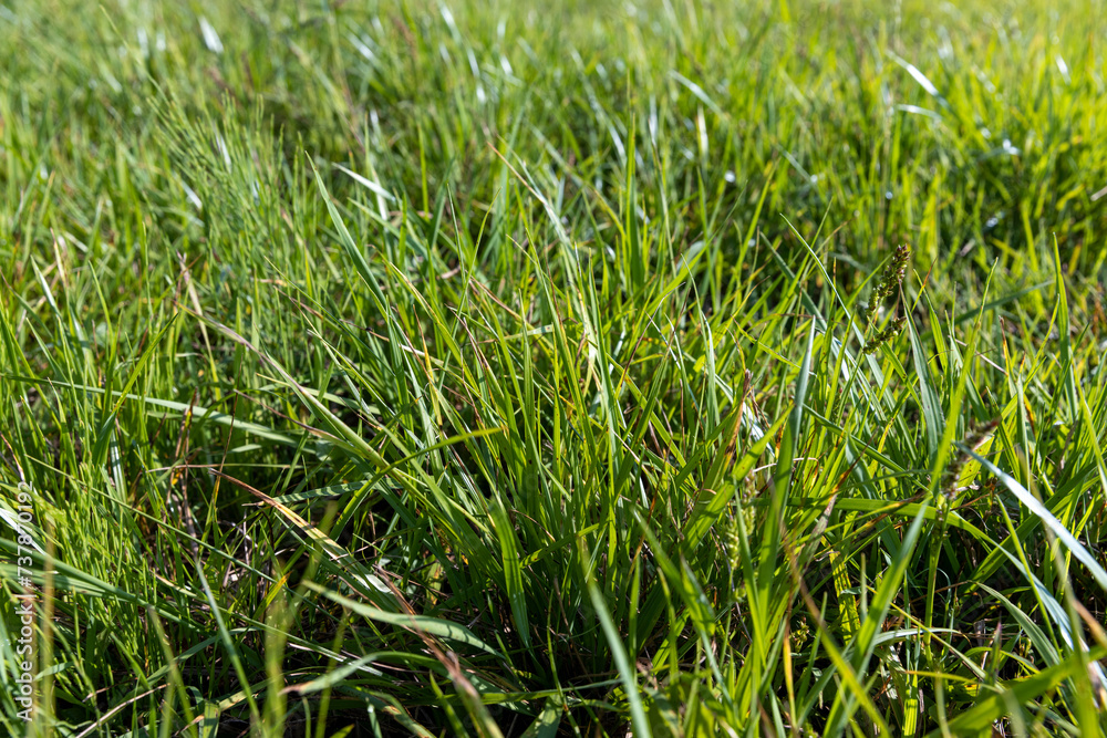 Obraz premium field with grass for harvesting fodder for cows