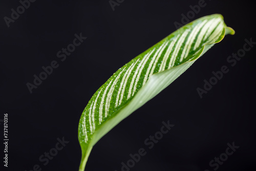 green foliage of a plant on a black background