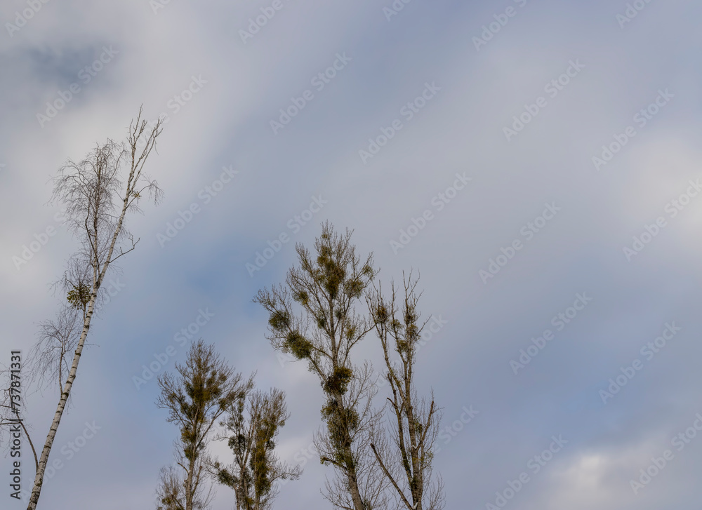 deciduous trees with white mistletoe and without foliage deciduous trees with white mistletoe and without foliage