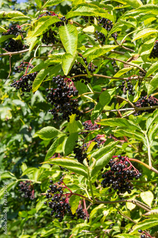Sambucus nigra is a poisonous plant that can also be used medicinally Sambucus nigra is a poisonous plant that can also be used medicinally