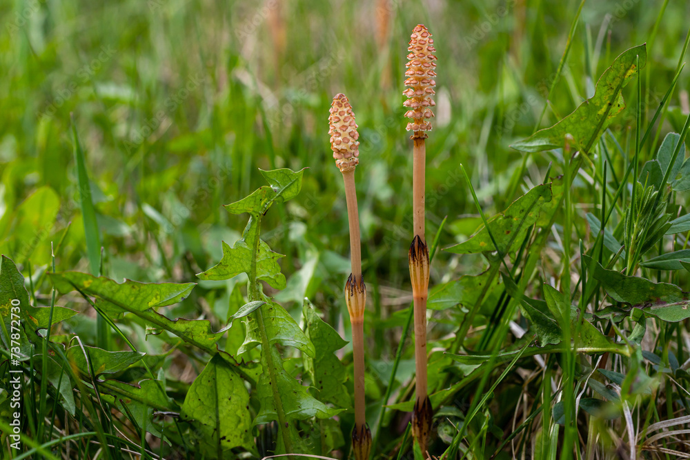 Selective focus. A spore-bearing shoot of the horsetail Equisetum arvense. Sporiferous spikelet of field horsetail in spring. Controversial cones of horsetail Selective focus. A spore-bearing shoot of the horsetail Equisetum arvense. Sporiferous spikelet of field horsetail in spring. Controversial cones of horsetail