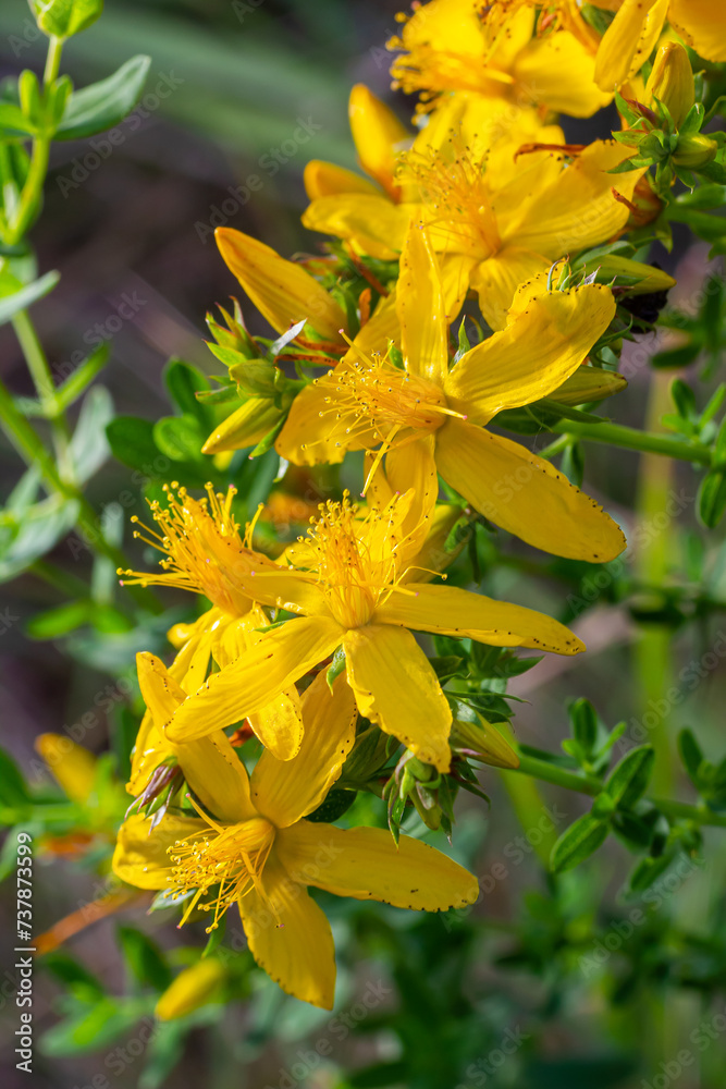 Fototapeta premium close-up of the yellow blossoms of Hypericum perforatum, a herbal medicine