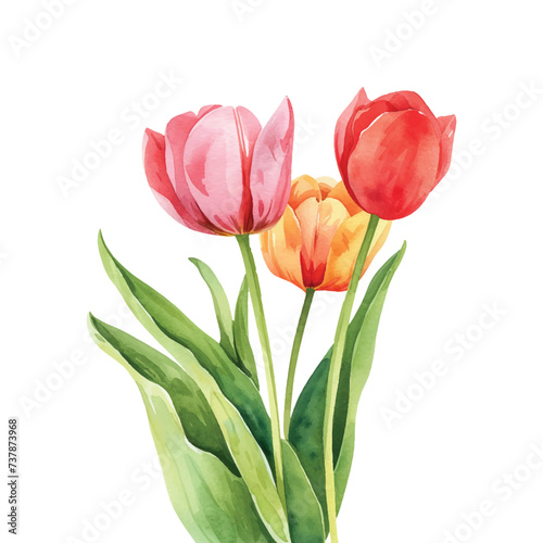 three colorful bouquet of tulips flowers on white background