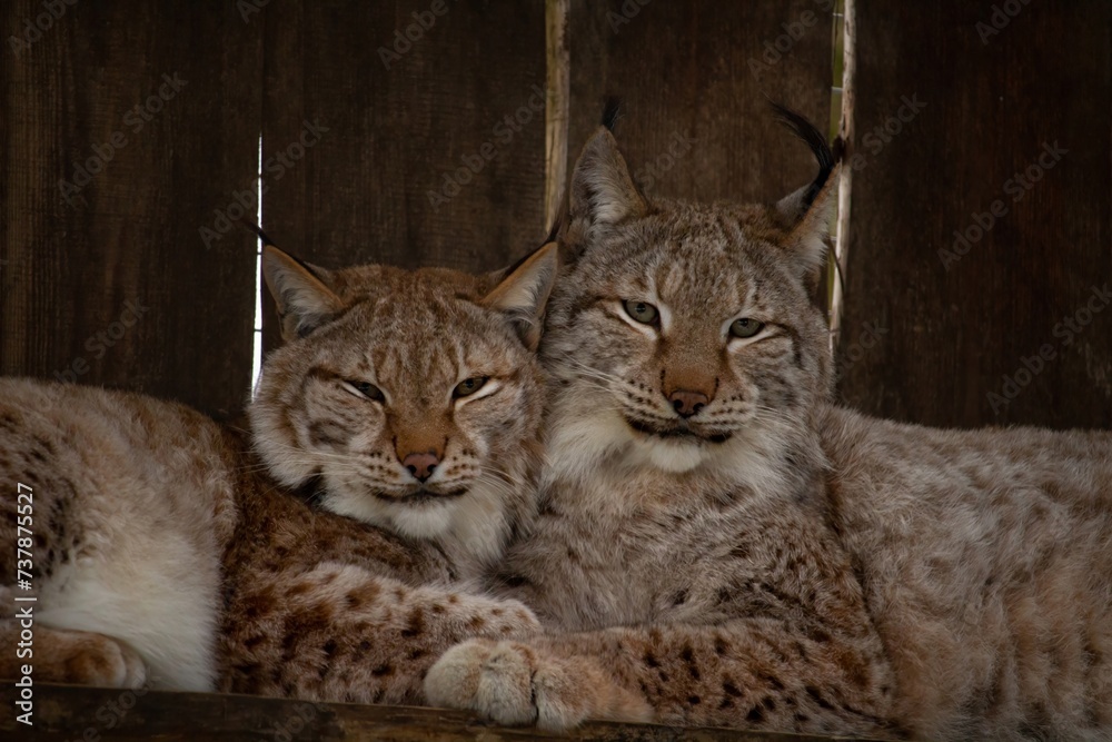 Obraz premium two Eurasian lynxes laying together,