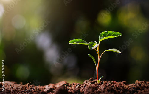 planting forests plants trees growth nature