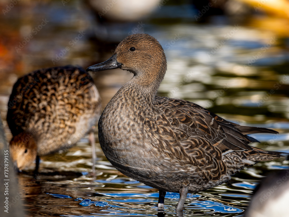 Obraz premium 水辺のオナガガモのメス