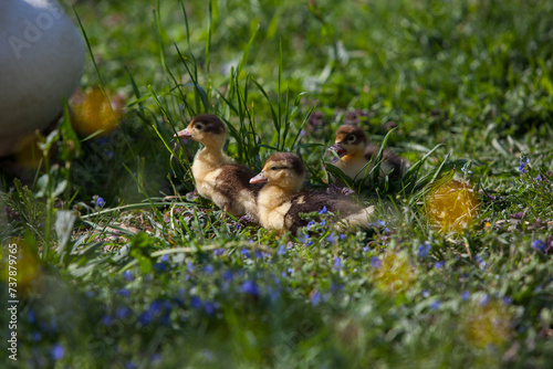 Ducklings of Muscovy Duck in spring garden