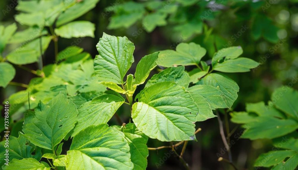 Fresh green leaves grow in the forest Fresh green leaves grow in the forest