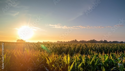 Sunrise over cornfield   field. The sun shines straight into the camera on an early fresh morning