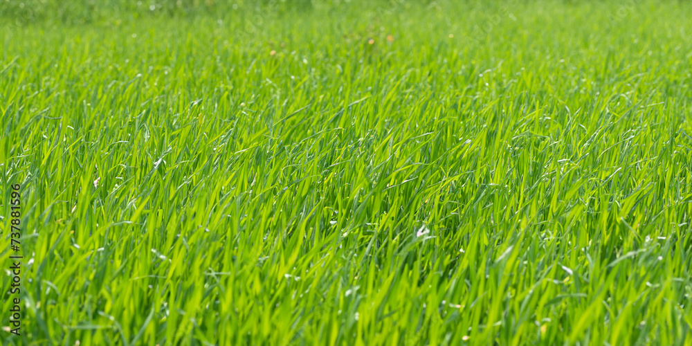 Fototapeta premium green grass background