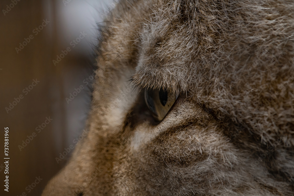  wildcat close up eye Lynx Lynx