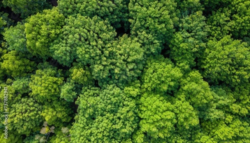 Aerial view down onto vibrant green forest canopy with leafy foliage photo