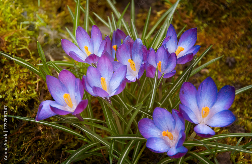 Purple crocus flowers in the garden. Early spring. Purple crocus flowers in the garden. Early spring.