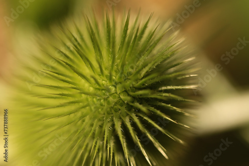 green  spiny plant ball