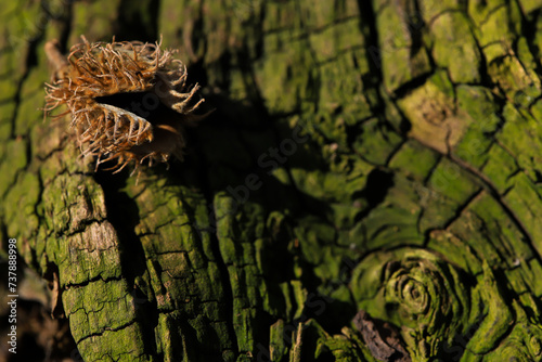 Fotografie beechnut shell on green, weathered wood of an old root