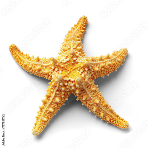 a tropical starfish, on transparency background PNG
