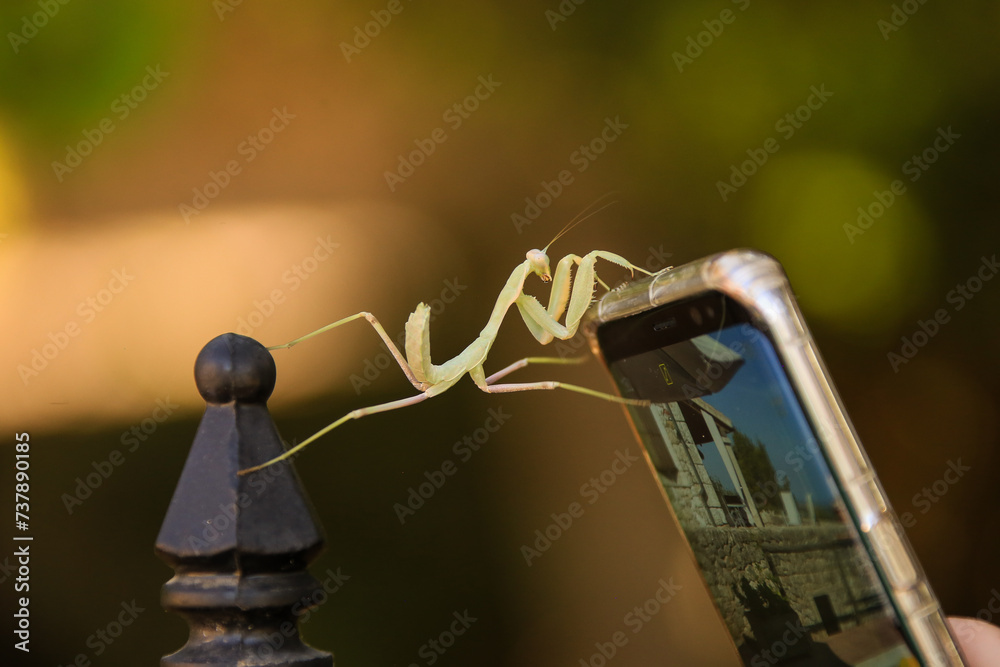 A praying mantis climbs onto a cell phone