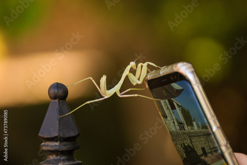 A praying mantis climbs onto a cell phone