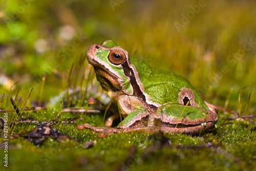 Italian or European treefrog (Hyla intermedia) sitting on a carpet of moss during a rainy day