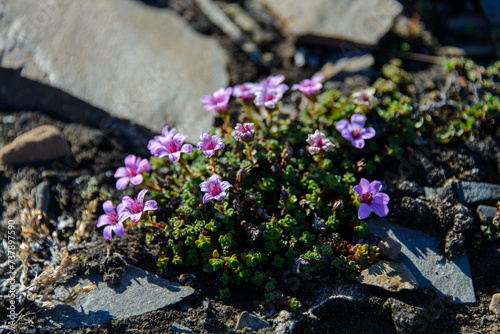 Arctic flowers photo