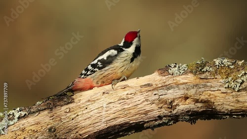 Middle spotted woodpecker searching for food on the fallen trunk of an oak tree in an Atlantic oak and beech forest with the last light of a winter day