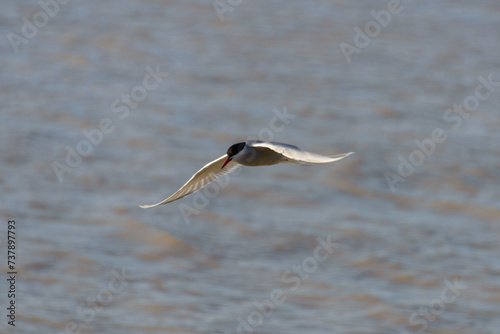 Royal tern. Sea bird flying. Seagull in the sky.