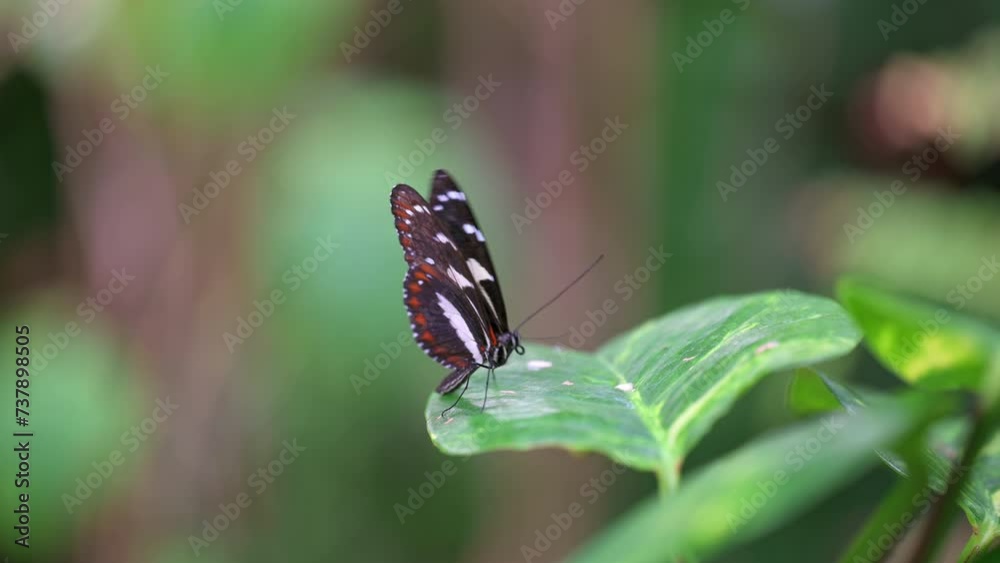 Closeup macro view of tropical butterfly of jungle - Heliconius melpomene rosina, Papilio lowi, Papilio demoleus, Monarch butterfly (danaus plexippus) on the green leaves.