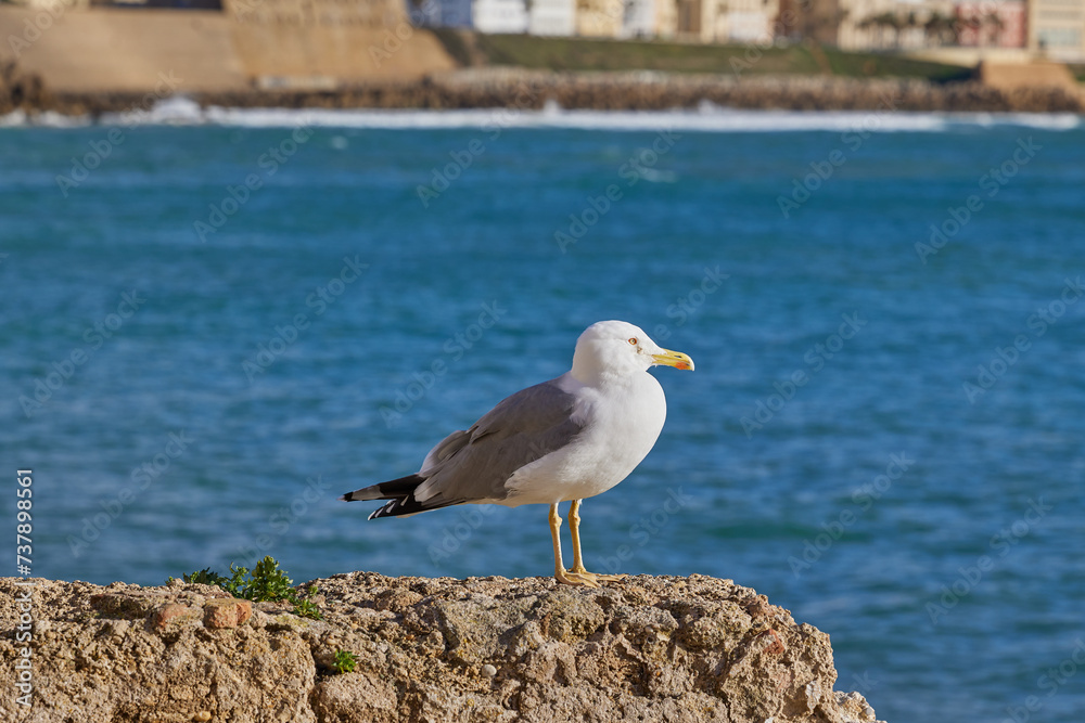 Seagull sits on a stone against the background of the sea Seagull sits on a stone against the background of the sea