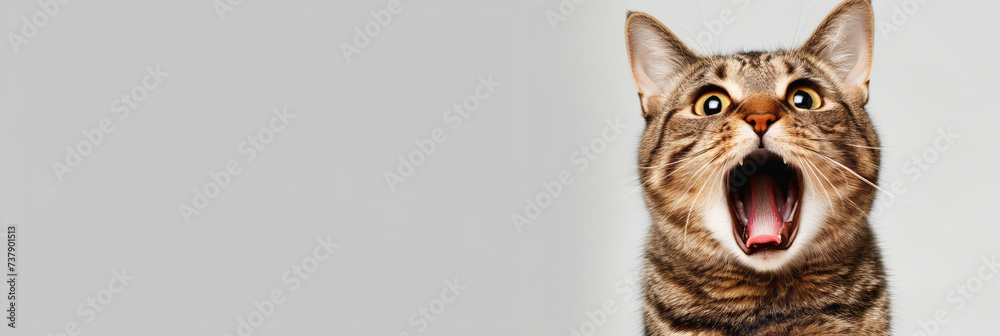 Surprised shocked cat with open mouth and big eyes isolated on flat solid background. - obrazy, fototapety, plakaty 