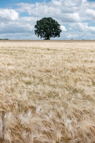 Grote boom is het middelpunt en trekt de aandacht in het grote korenveld, geel van kleur. Tegen een bewolkte achtergrond in Limburg, Nederland. photo