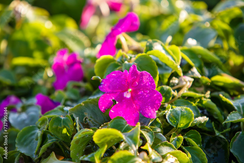 Close up photo of bignonia flower and leaves. Purple bignonia flowers bloom in the garden. bright blooming rosehip in the garden  spring flower with natural sunlight and blurred background