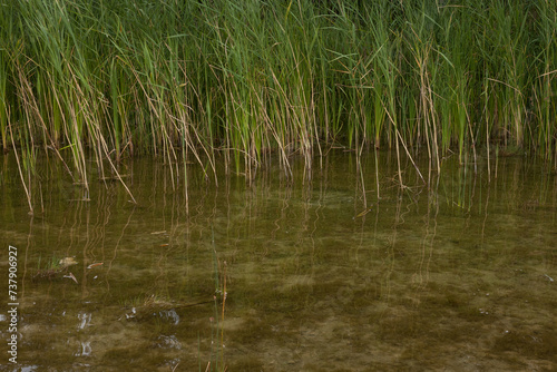 Reed in a lake. Young reeds grow in the lake. Waves and glare on the surface of the  water of the lake. Close-up © Roman