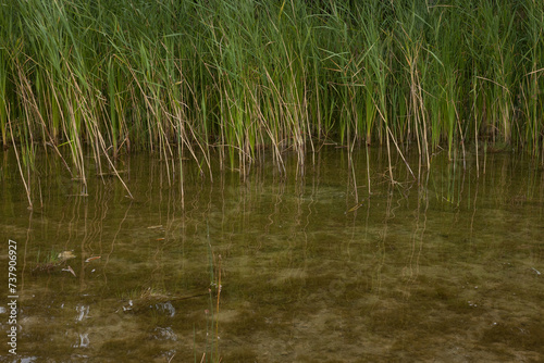 Reed in a lake. Young reeds grow in the lake. Waves and glare on the surface of the water of the lake. Close-up