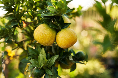 Detail of lemon fruits hanging on the bush branch