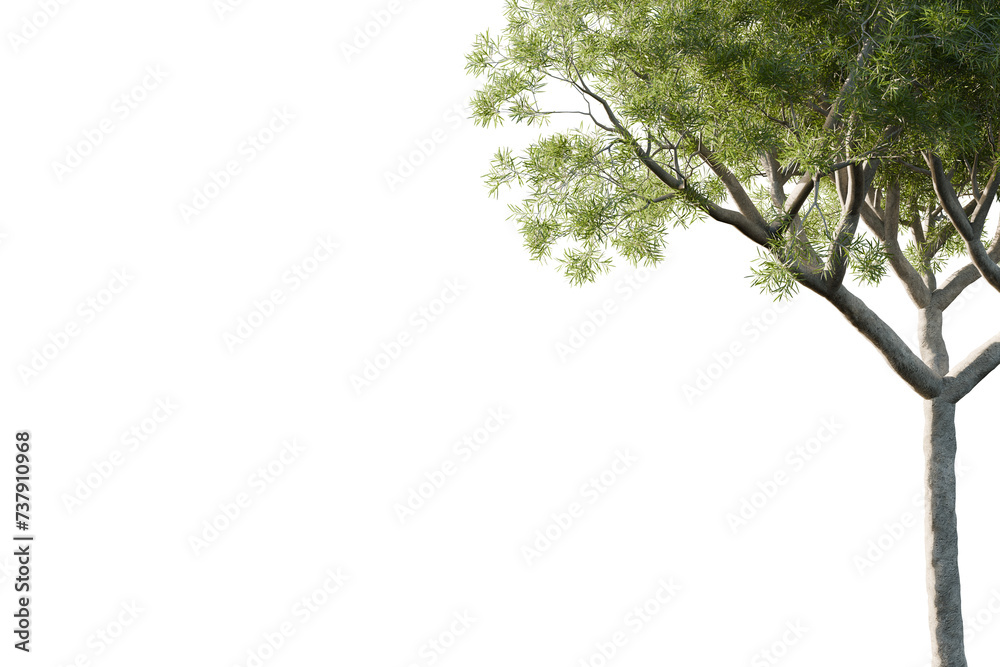 Fototapeta premium acasia branches isolated tree, frame, best use for foreground