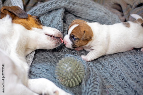Jack Russell Terrier dog licks his puppy. Caring for puppies and nursing dogs