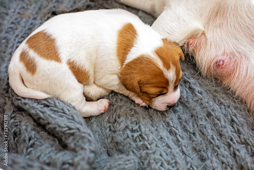 cute jack russell terrier puppy sleeping next to his mom. Caring for puppies and nursing dogs