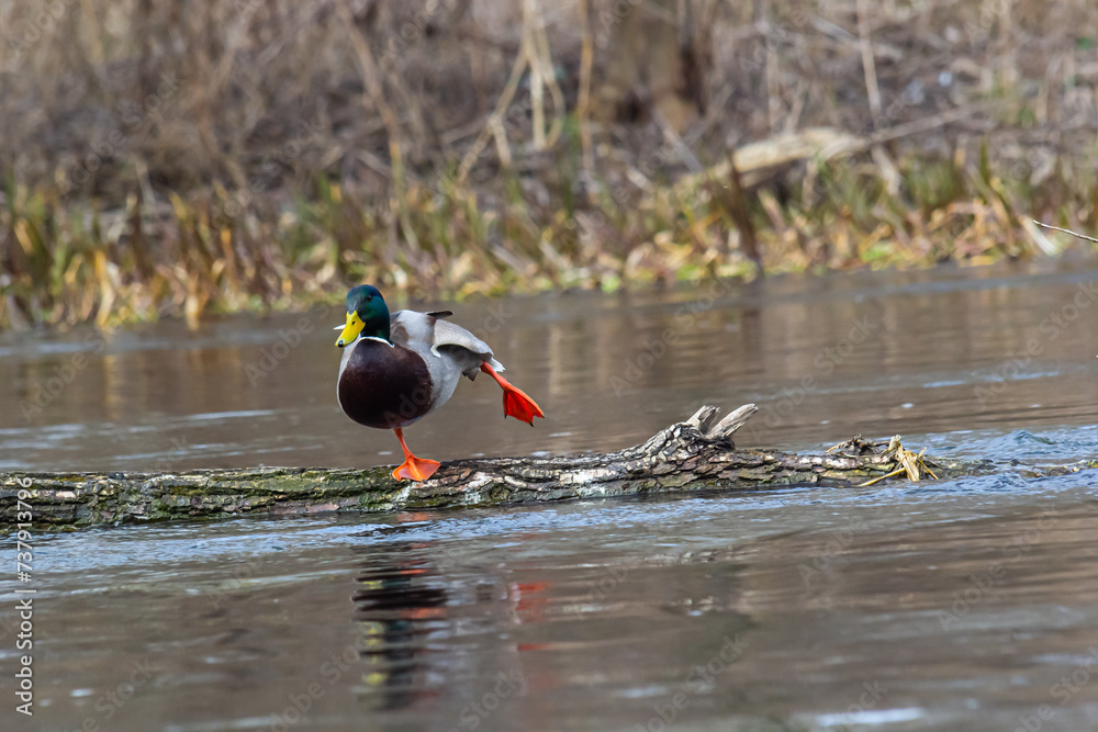 Φωτογραφία Mallard duck swimming on a pond picture with reflection in water