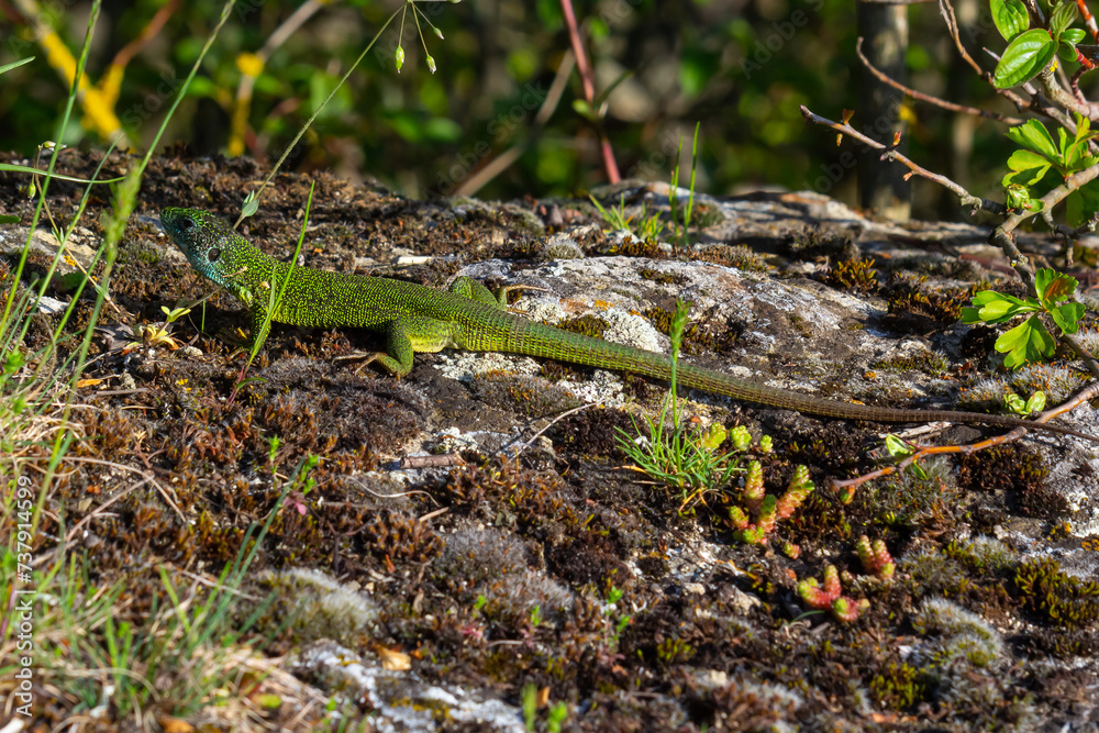 European green lizard Lacerta viridis emerging from the grass exposing its beautiful colors European green lizard Lacerta viridis emerging from the grass exposing its beautiful colors