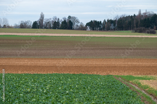Harvested wheat fields and meadows at the Flemish countryside around Herent, Brabant, Belgium photo