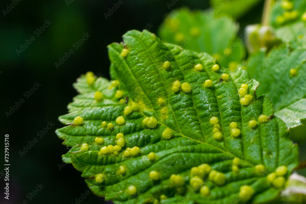 Naklejka premium Leaves with gall mite Eriophyes tiliae. A close-up photograph of a leaf affected by galls of Eriophyes tiliae.