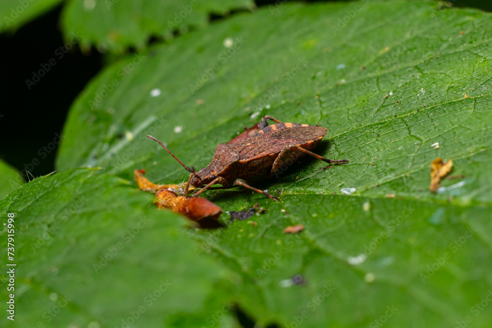 A closeup shot of a brown forest bug or red-legged shieldbug on a green leaf, Pentatoma rufipes A closeup shot of a brown forest bug or red-legged shieldbug on a green leaf, Pentatoma rufipes