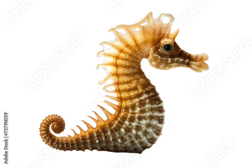 a high quality stock photograph of a single sea horse isolated on a white background