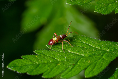 Selective focus closeup on a Red spotted Mirid plant bug, Deraeocoris ruber, sitting on a leaf in the gardenagainst a green background photo